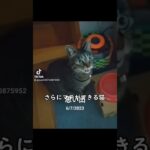 【猫動画】待てができる猫　#猫 #ねこ #待て #待てができる猫#猫のしつけ #猫女の子