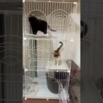 ボス黒猫のしつけ【保護猫】#元野良猫