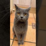 しつけバッチリ👌行儀の良いネコ#ネコ#ねこ#猫#ブリティッシュショートヘア