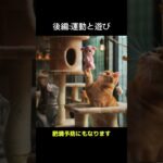 猫の雑学猫を初めて飼う際には（後編）
