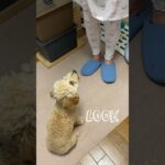 【アイコンタクトのしつけ】目標10秒