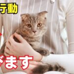 猫が幸せを感じる瞬間ランキング10を紹介