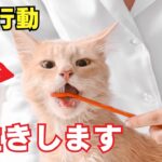 猫が長生きする行動ランキング10を紹介