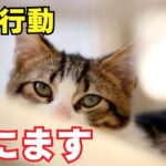 猫が死ぬ直前に見せる行動6選を紹介