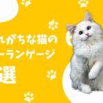 誤解されがちな猫のボディランゲージ6選