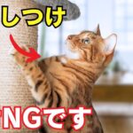 猫のしつけでやってはいけないことランキング8を紹介