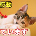 【最新版】猫が幸せな時にする行動8選を紹介