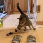 My Cat From Hell #341 / 猫遊び！
