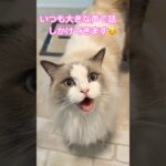 大きな声で話すネコ😸#cat #ねこ #かわいい #ラグドール #ragdolls #ボーダーコリー