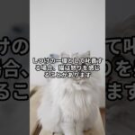 猫が怒る理由／しつけや叱責　#shorts #ねこの気持ち #ねこの日