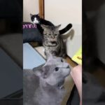 猫のしつけ！大好物のおやつの時間♪ #ロシアンブルー #ハチワレ #子猫