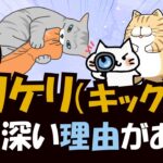 猫はなぜ構っている最中に突然、猫キック（ケリケリ）をしだすのか？その訳を解説