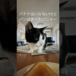 テーブルの上に乗らない子にしつけられませんでした😂＃保護猫兄弟