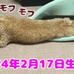 仔犬のしつけ　アイコンタクト　お座り　伏せ　休め　特訓中