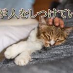 猫が人をしつけている