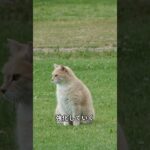 猫にしつけが必要なのか？