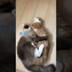 弟のしつけは難しい