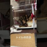 三毛猫先輩が子猫たちをしつけています。#里親募集中#詳細は自己紹介にあります