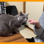 しつけされた猫はどれだけ「待て」が出来るのか？【検証】