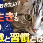 秘訣公開！長寿猫が持つ共通点とは？