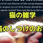 猫の雑学:猫のしつけのお話