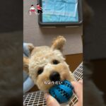 【しつけ】ちょうだい（離せ）に苦戦中…