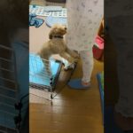 【しつけ】お座り→伏せ→休めの特訓中