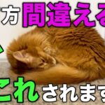 【保存版】育て方を間違えた猫が見せる行動12選