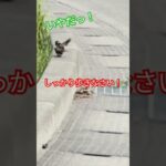 【283】スズメのしつけ