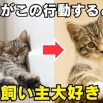 猫が飼い主を好きになる瞬間7選を紹介