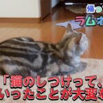 帰ってきたラムネの日常４２６A D K 4