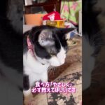 【ハチワレ猫レイの場合】お手の教え方！！猫さまの個性を大切に！#ハチワレ猫 #cat #ねこ #お手 #しつけ