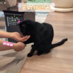 お手🐾#しつけ #猫動画 #shorts