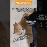 マンチカン子猫が黒猫に怒られています。黒猫は攻撃しませんが子猫は動けません。#マンチカン子猫 #黒猫 #子猫のしつけ #子猫 #shorts