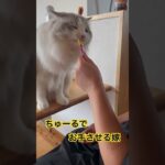 しつけ　　#shorts #cat #ragdoll #cute #happy #funny #猫 #ラグドール #猫のいる暮らし #ちゅーる #ロイヤルカナン #夏休み #お盆 #ラムネ