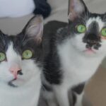 愛猫とお手の練習をしてみた