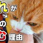 猫が噛む理由とは？対処法やしつけについて解説【猫の行動、仕草、気持ち】
