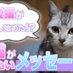 愛猫が話し始めた！？飼い主に伝えたいことを示す猫の行動