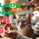 猫のしつけに関する雑学と方法