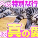 親子と認識？猫が本当の家族に見せる特別な愛情表現