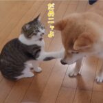 落ちたゴハンを食べた柴犬に昭和流なしつけをする猫