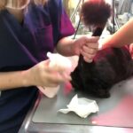 ⑤洋猫ミックスのクロちゃんの治療、点眼点鼻点耳、輸液、光線照射療法、注射、爪切りパッド毛刈り、肛門腺絞り、保湿ティーツリーオイルスプレー、ブラッシング他