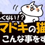 猫本来の習性・行動を全くしない！イマドキの猫の特徴を解説