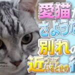 愛猫が送る別れの合図？飼い主が知っておくべきこと＾＾
