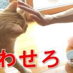 猫、猫嫌いだった母に「待て」される