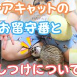 ミーアキャットの留守番としつけについて☺️休日ののんびり動画です✨