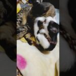 これが猫のしつけだ😾                 生意気なおチビに制裁！#猫のしつけ #保護猫 #3本足のぽんちゃん #教育的指導
