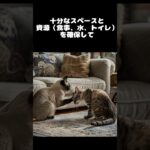 猫が突然攻撃的に！？3つの意外な理由と解決法 #shots