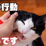 猫が飼い主を嫌いになる 瞬間8選を紹介