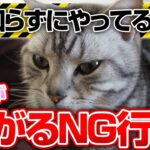 それはNG行動！？飼い主がやりがちな愛猫を苦しめる行動とは